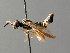  ( - BC ZSM HYM 04672)  @12 [ ] CreativeCommons - Attribution Non-Commercial Share-Alike (2010) Stefan Schmidt SNSB, Zoologische Staatssammlung Muenchen