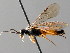  ( - BC ZSM HYM 04688)  @12 [ ] CreativeCommons - Attribution Non-Commercial Share-Alike (2010) Stefan Schmidt SNSB, Zoologische Staatssammlung Muenchen