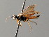  ( - BC ZSM HYM 04689)  @12 [ ] CreativeCommons - Attribution Non-Commercial Share-Alike (2010) Stefan Schmidt SNSB, Zoologische Staatssammlung Muenchen
