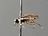  ( - BC ZSM HYM 04691)  @13 [ ] CreativeCommons - Attribution Non-Commercial Share-Alike (2010) Stefan Schmidt SNSB, Zoologische Staatssammlung Muenchen