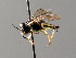  ( - BC ZSM HYM 04705)  @12 [ ] CreativeCommons - Attribution Non-Commercial Share-Alike (2010) Stefan Schmidt SNSB, Zoologische Staatssammlung Muenchen