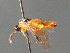  ( - BC ZSM HYM 04735)  @12 [ ] CreativeCommons - Attribution Non-Commercial Share-Alike (2010) Stefan Schmidt SNSB, Zoologische Staatssammlung Muenchen