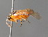  ( - BC ZSM HYM 04744)  @12 [ ] CreativeCommons - Attribution Non-Commercial Share-Alike (2010) Stefan Schmidt SNSB, Zoologische Staatssammlung Muenchen