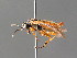  ( - BC ZSM HYM 04746)  @12 [ ] CreativeCommons - Attribution Non-Commercial Share-Alike (2010) Stefan Schmidt SNSB, Zoologische Staatssammlung Muenchen