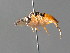  ( - BC ZSM HYM 04747)  @12 [ ] CreativeCommons - Attribution Non-Commercial Share-Alike (2010) Stefan Schmidt SNSB, Zoologische Staatssammlung Muenchen