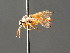 ( - BC ZSM HYM 04750)  @12 [ ] CreativeCommons - Attribution Non-Commercial Share-Alike (2010) Stefan Schmidt SNSB, Zoologische Staatssammlung Muenchen
