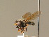  ( - BC_ZSM_DIP_00579)  @11 [ ] CreativeCommons - Attribution Non-Commercial Share-Alike (2010) Stefan Schmidt SNSB, Zoologische Staatssammlung Muenchen