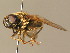  ( - BC_ZSM_DIP_00581)  @12 [ ] CreativeCommons - Attribution Non-Commercial Share-Alike (2010) Stefan Schmidt SNSB, Zoologische Staatssammlung Muenchen