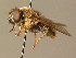  ( - BC_ZSM_DIP_00583)  @11 [ ] CreativeCommons - Attribution Non-Commercial Share-Alike (2010) Stefan Schmidt SNSB, Zoologische Staatssammlung Muenchen