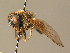 (Cheilosia canicularis - BC_ZSM_DIP_00584)  @13 [ ] CreativeCommons - Attribution Non-Commercial Share-Alike (2010) Stefan Schmidt SNSB, Zoologische Staatssammlung Muenchen