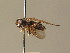  ( - BC_ZSM_DIP_00586)  @13 [ ] CreativeCommons - Attribution Non-Commercial Share-Alike (2010) Stefan Schmidt SNSB, Zoologische Staatssammlung Muenchen