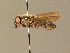  ( - BC_ZSM_DIP_00604)  @11 [ ] CreativeCommons - Attribution Non-Commercial Share-Alike (2010) Stefan Schmidt SNSB, Zoologische Staatssammlung Muenchen
