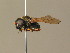  ( - BC_ZSM_DIP_00606)  @12 [ ] CreativeCommons - Attribution Non-Commercial Share-Alike (2010) Stefan Schmidt SNSB, Zoologische Staatssammlung Muenchen