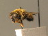  ( - BC_ZSM_DIP_00612)  @11 [ ] CreativeCommons - Attribution Non-Commercial Share-Alike (2010) Stefan Schmidt SNSB, Zoologische Staatssammlung Muenchen