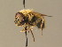  ( - BC_ZSM_DIP_00613)  @11 [ ] CreativeCommons - Attribution Non-Commercial Share-Alike (2010) Stefan Schmidt SNSB, Zoologische Staatssammlung Muenchen