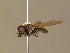  ( - BC_ZSM_DIP_00625)  @13 [ ] CreativeCommons - Attribution Non-Commercial Share-Alike (2010) Stefan Schmidt SNSB, Zoologische Staatssammlung Muenchen