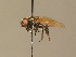  (Cheilosia loewi - BC_ZSM_DIP_00628)  @11 [ ] CreativeCommons - Attribution Non-Commercial Share-Alike (2010) Stefan Schmidt SNSB, Zoologische Staatssammlung Muenchen