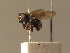  ( - BC_ZSM_DIP_00637)  @11 [ ] CreativeCommons - Attribution Non-Commercial Share-Alike (2010) Stefan Schmidt SNSB, Zoologische Staatssammlung Muenchen