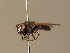  ( - BC_ZSM_DIP_00641)  @11 [ ] CreativeCommons - Attribution Non-Commercial Share-Alike (2010) Stefan Schmidt SNSB, Zoologische Staatssammlung Muenchen