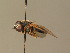  ( - BC_ZSM_DIP_00665)  @11 [ ] CreativeCommons - Attribution Non-Commercial Share-Alike (2010) Stefan Schmidt SNSB, Zoologische Staatssammlung Muenchen