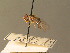  ( - BC ZSM DIP 00877)  @11 [ ] CreativeCommons - Attribution Non-Commercial Share-Alike (2010) Stefan Schmidt SNSB, Zoologische Staatssammlung Muenchen