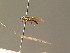  ( - BC ZSM DIP 00895)  @11 [ ] CreativeCommons - Attribution Non-Commercial Share-Alike (2010) Stefan Schmidt SNSB, Zoologische Staatssammlung Muenchen
