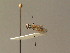  ( - BC ZSM DIP 00896)  @12 [ ] CreativeCommons - Attribution Non-Commercial Share-Alike (2010) Stefan Schmidt SNSB, Zoologische Staatssammlung Muenchen