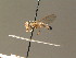  (Meligramma trianguliferum - BC ZSM DIP 00905)  @11 [ ] CreativeCommons - Attribution Non-Commercial Share-Alike (2010) Stefan Schmidt SNSB, Zoologische Staatssammlung Muenchen