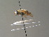  (Mesembrius peregrinus - BC ZSM DIP 00923)  @11 [ ] CreativeCommons - Attribution Non-Commercial Share-Alike (2010) Stefan Schmidt SNSB, Zoologische Staatssammlung Muenchen