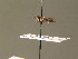  ( - BC ZSM DIP 00958)  @11 [ ] CreativeCommons - Attribution Non-Commercial Share-Alike (2010) Stefan Schmidt SNSB, Zoologische Staatssammlung Muenchen