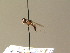  ( - BC ZSM DIP 00985)  @11 [ ] CreativeCommons - Attribution Non-Commercial Share-Alike (2010) Stefan Schmidt SNSB, Zoologische Staatssammlung Muenchen
