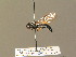  (Pipiza noctiluca - BC ZSM DIP 01001)  @14 [ ] CreativeCommons - Attribution Non-Commercial Share-Alike (2010) Stefan Schmidt SNSB, Zoologische Staatssammlung Muenchen
