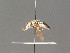 ( - BC ZSM DIP 01040)  @11 [ ] CreativeCommons - Attribution Non-Commercial Share-Alike (2010) Stefan Schmidt SNSB, Zoologische Staatssammlung Muenchen