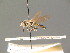  ( - BC ZSM DIP 01042)  @11 [ ] CreativeCommons - Attribution Non-Commercial Share-Alike (2010) Stefan Schmidt SNSB, Zoologische Staatssammlung Muenchen
