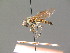  ( - BC ZSM DIP 01043)  @11 [ ] CreativeCommons - Attribution Non-Commercial Share-Alike (2010) Stefan Schmidt SNSB, Zoologische Staatssammlung Muenchen