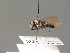  ( - BC ZSM DIP 01059)  @13 [ ] CreativeCommons - Attribution Non-Commercial Share-Alike (2010) Stefan Schmidt SNSB, Zoologische Staatssammlung Muenchen
