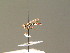  ( - BC ZSM DIP 01106)  @12 [ ] CreativeCommons - Attribution Non-Commercial Share-Alike (2010) Stefan Schmidt SNSB, Zoologische Staatssammlung Muenchen