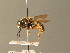  ( - BC ZSM DIP 01146)  @11 [ ] CreativeCommons - Attribution Non-Commercial Share-Alike (2010) Stefan Schmidt SNSB, Zoologische Staatssammlung Muenchen