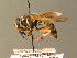  ( - BC ZSM DIP 01150)  @11 [ ] CreativeCommons - Attribution Non-Commercial Share-Alike (2010) Stefan Schmidt SNSB, Zoologische Staatssammlung Muenchen