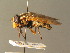  ( - BC ZSM DIP 01167)  @11 [ ] CreativeCommons - Attribution Non-Commercial Share-Alike (2010) Stefan Schmidt SNSB, Zoologische Staatssammlung Muenchen