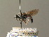  ( - BC ZSM DIP 01197)  @11 [ ] CreativeCommons - Attribution Non-Commercial Share-Alike (2010) Stefan Schmidt SNSB, Zoologische Staatssammlung Muenchen