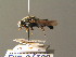  ( - BC ZSM DIP 01200)  @11 [ ] CreativeCommons - Attribution Non-Commercial Share-Alike (2010) Stefan Schmidt SNSB, Zoologische Staatssammlung Muenchen