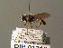  ( - BC ZSM DIP 01210)  @13 [ ] CreativeCommons - Attribution Non-Commercial Share-Alike (2010) Stefan Schmidt SNSB, Zoologische Staatssammlung Muenchen
