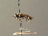  ( - BC ZSM DIP 01214)  @11 [ ] CreativeCommons - Attribution Non-Commercial Share-Alike (2010) Stefan Schmidt SNSB, Zoologische Staatssammlung Muenchen
