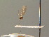  ( - BC ZSM DIP 01216)  @11 [ ] CreativeCommons - Attribution Non-Commercial Share-Alike (2010) Stefan Schmidt SNSB, Zoologische Staatssammlung Muenchen