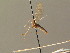  ( - BC ZSM DIP 01220)  @11 [ ] CreativeCommons - Attribution Non-Commercial Share-Alike (2010) Stefan Schmidt SNSB, Zoologische Staatssammlung Muenchen