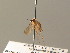  ( - BC ZSM DIP 01271)  @11 [ ] CreativeCommons - Attribution Non-Commercial Share-Alike (2010) Stefan Schmidt SNSB, Zoologische Staatssammlung Muenchen