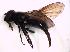  (Cheilosia vernalis-agg - DIP 02561)  @12 [ ] CreativeCommons - Attribution Non-Commercial Share-Alike (2015) Unspecified SNSB, Zoologische Staatssammlung Muenchen