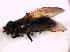  (Cheilosia insignis - DIP 02562)  @12 [ ] CreativeCommons - Attribution Non-Commercial Share-Alike (2015) Unspecified SNSB, Zoologische Staatssammlung Muenchen