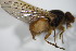  ( - DIP 02679)  @11 [ ] CreativeCommons - Attribution Non-Commercial Share-Alike (2015) Unspecified SNSB, Zoologische Staatssammlung Muenchen